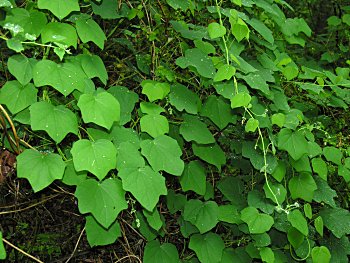 Moonseed (Menispermum canadense) leaves