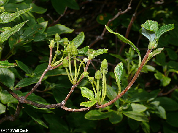 Minniebush (Menziesia pilosa)