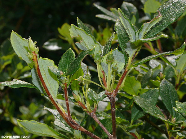 Minniebush (Menziesia pilosa)