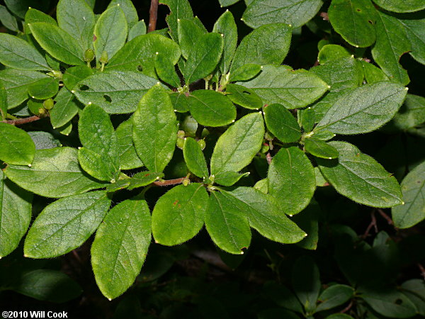 Minniebush (Menziesia pilosa) leaves