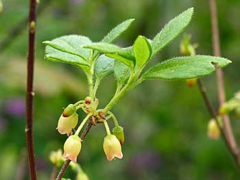 Minniebush (Menziesia pilosa)