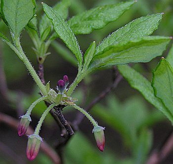 Minniebush (Menziesia pilosa)