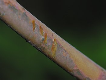 Minniebush (Menziesia pilosa)