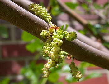 White Mulberry (Morus alba) flowers