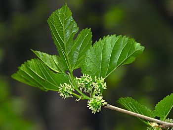 White Mulberry (Morus alba) flowers