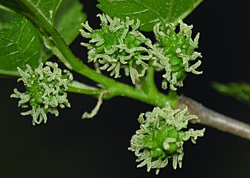 White Mulberry (Morus alba) flowers