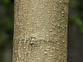 White Mulberry (Morus alba)