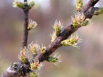 Southern Bayberry (Morella caroliniensis)