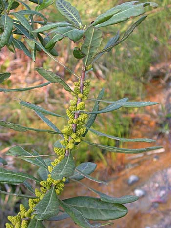 Southern Bayberry (Morella caroliniensis)