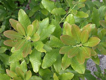 Southern Bayberry (Morella caroliniensis)