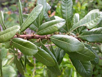 Southern Bayberry (Morella caroliniensis)