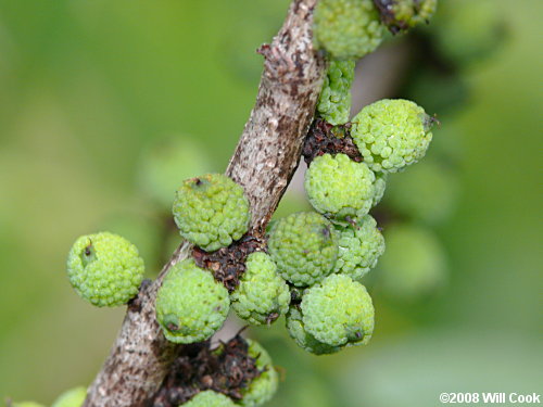 Southern Bayberry (Morella caroliniensis)