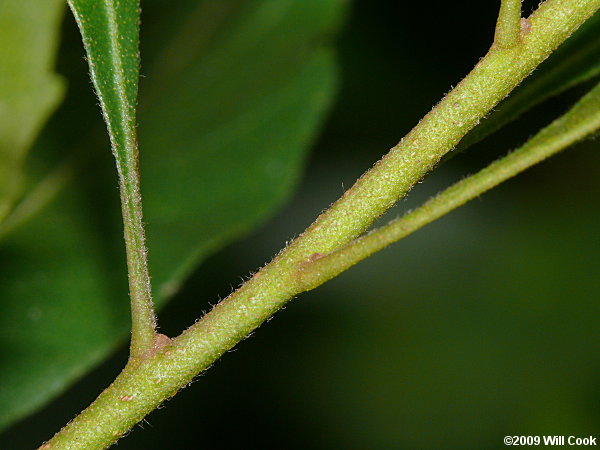 Wax Myrtle (Morella cerifera)