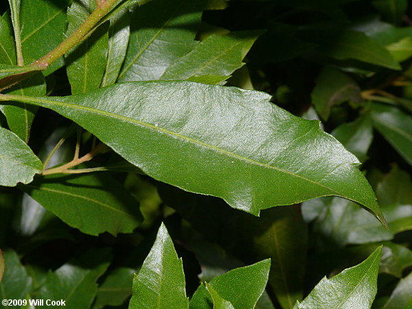 Wax Myrtle (Morella cerifera)