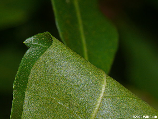 Wax Myrtle (Morella cerifera)