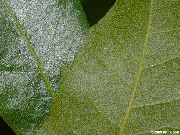 Wax Myrtle (Morella cerifera)