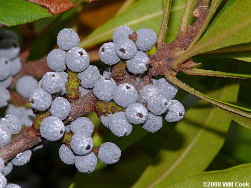 Wax Myrtle (Morella cerifera) fruits