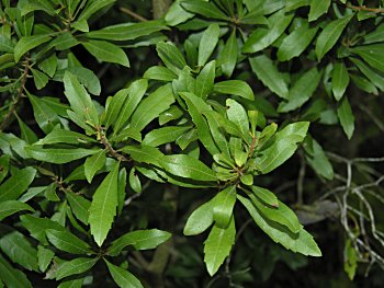 Wax Myrtle (Morella cerifera)