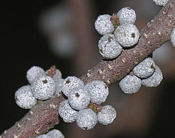 Wax Myrtle (Morella cerifera) fruits