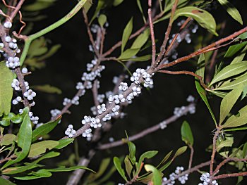 Wax Myrtle (Morella cerifera)