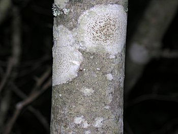 Wax Myrtle (Morella cerifera) bark