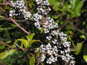 Wax Myrtle (Morella cerifera) fruits