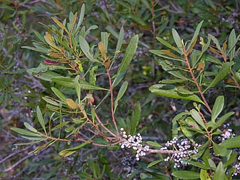 Wax Myrtle (Morella cerifera)