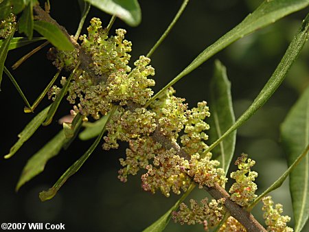 Wax Myrtle (Morella cerifera)