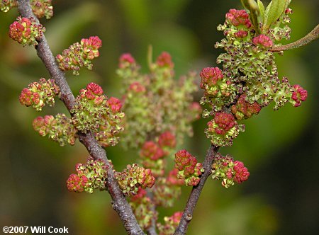 Wax Myrtle (Morella cerifera)