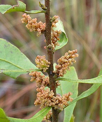 Wax Myrtle (Morella cerifera) flowers