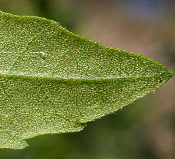 Wax Myrtle (Morella cerifera) leaf