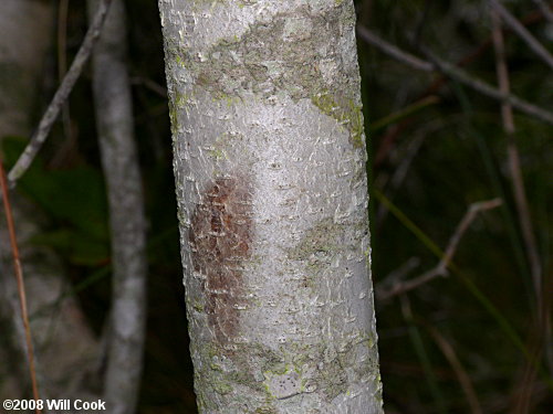 Northern Bayberry (Morella/Myrica pensylvanica)