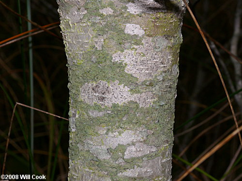 Northern Bayberry (Morella/Myrica pensylvanica)