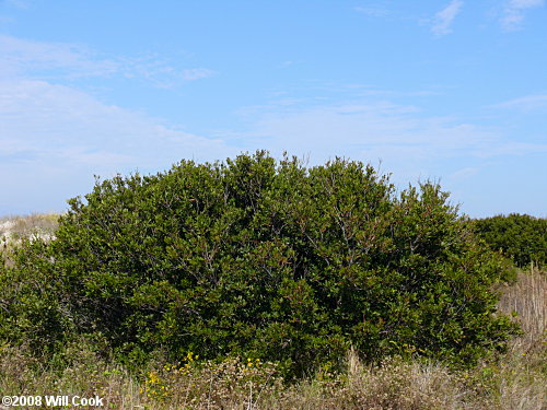 Northern Bayberry (Morella/Myrica pensylvanica)