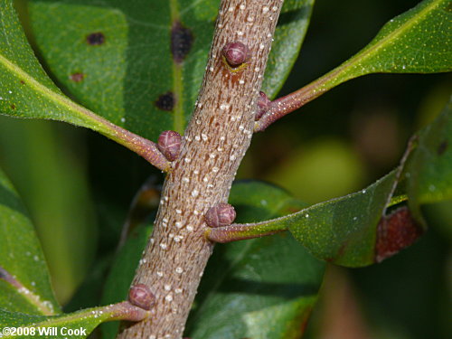 Northern Bayberry (Morella/Myrica pensylvanica)