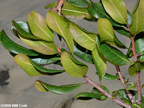 Northern Bayberry (Morella/Myrica pensylvanica)