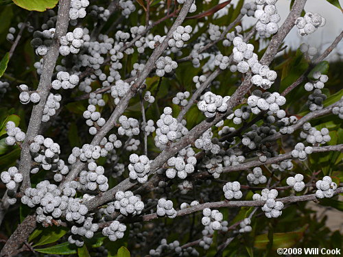 Northern Bayberry (Morella/Myrica pensylvanica) fruits