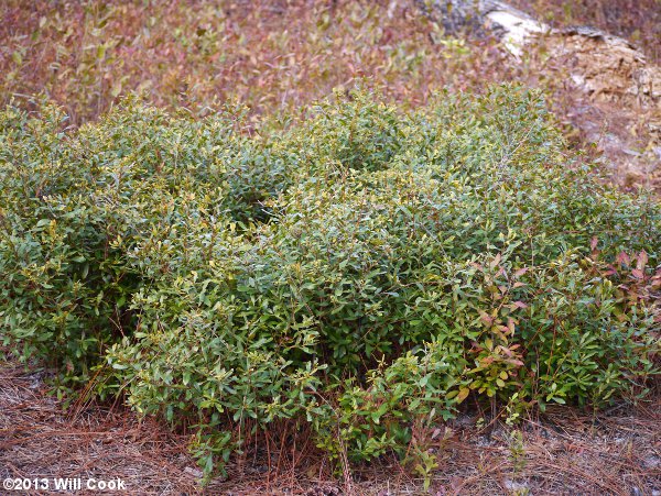 Dwarf Wax-myrtle/Bayberry (Morella/Myrica pumila)