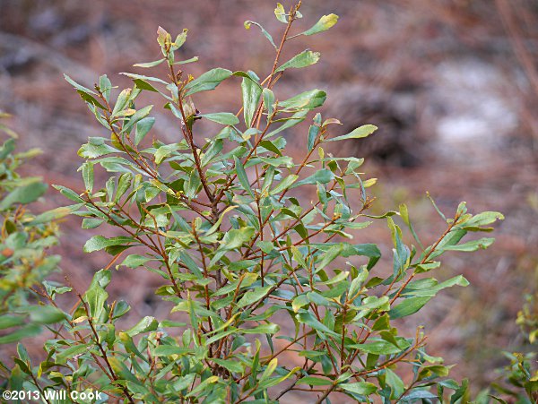 Dwarf Wax-myrtle/Bayberry (Morella/Myrica pumila)