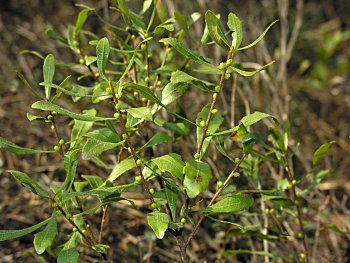 Dwarf Wax-myrtle/Bayberry (Morella/Myrica pumila)