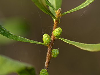 Dwarf Wax-myrtle/Bayberry (Morella/Myrica pumila)