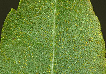 Dwarf Wax-myrtle/Bayberry (Morella/Myrica pumila)