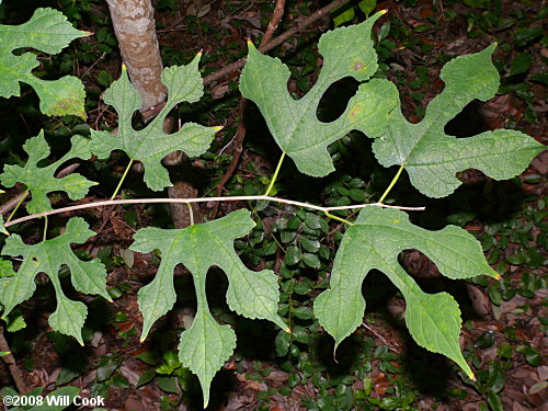 Red Mulberry (Morus rubra) leaves