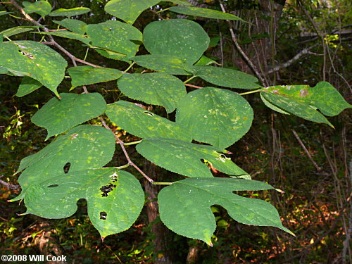 Red Mulberry (Morus rubra) leaves