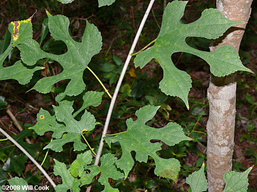 Red Mulberry (Morus rubra) leaves