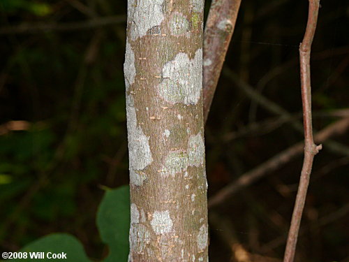 Red Mulberry (Morus rubra) bark