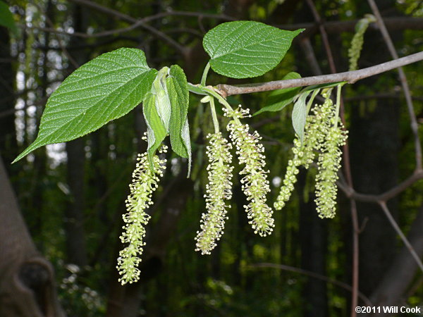 Red Mulberry (Morus rubra) flowers