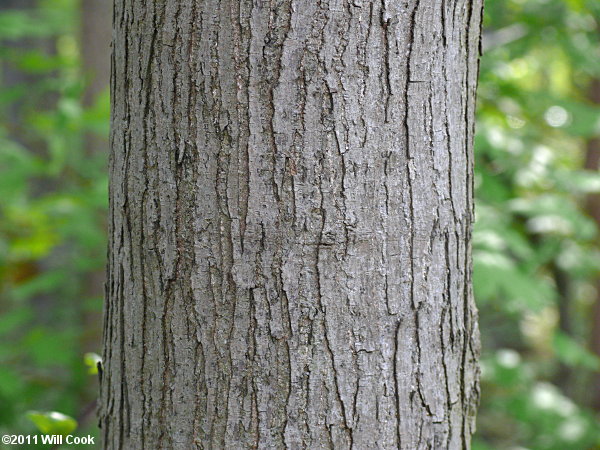 Red Mulberry (Morus rubra) bark