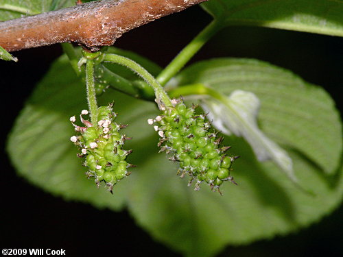 Red Mulberry (Morus rubra) female flowers