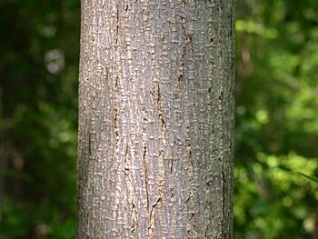 Red Mulberry (Morus rubra) bark